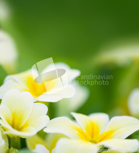 Image of Spring flowers, leaf and green mockup of a primrose with in a garden or nature environment. Flower growth, plant life and floral plants growing in a natural background park field with mock up