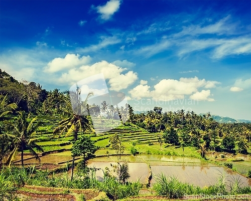 Image of Green rice terraces