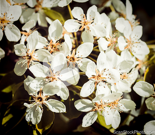 Image of Apple tree blossoming branch