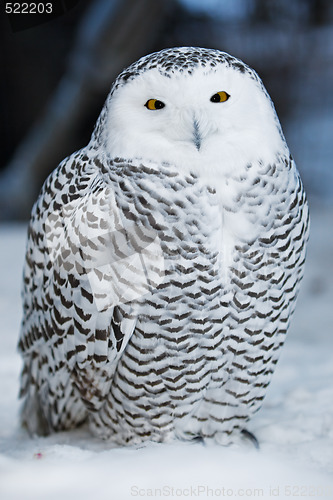 Image of Snow owl