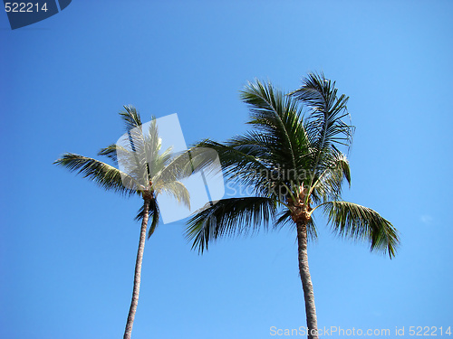 Image of Palm trees