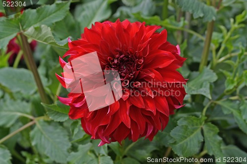 Image of Dahlia