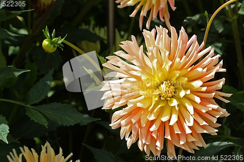 Image of Dahlia