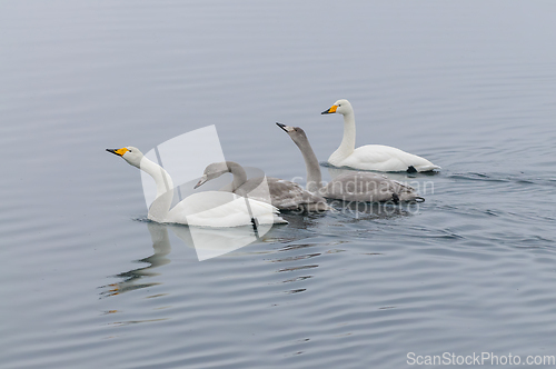 Image of Family of Whooper Swans Swimming Gracefully in Calm Waters at Tw