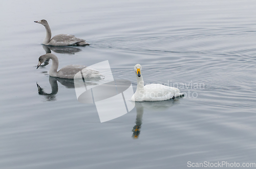 Image of Serene Swans Gliding Peacefully on a Misty Lake at Early Dawn