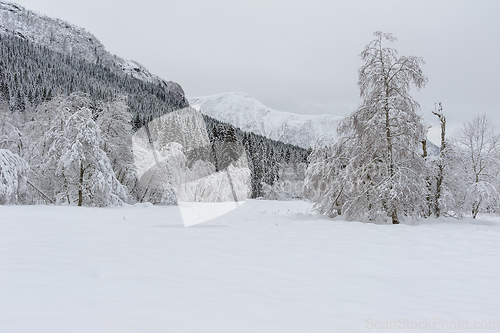 Image of Serene Winter Landscape Captured After Fresh Snowfall in Mountai