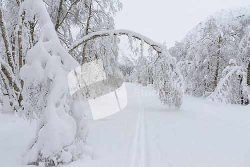 Image of Serene Winter Wonderland Featuring a Snow-covered Archway of Tre