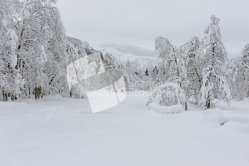 Image of Snow-Blanketed Forest Landscape Captured After snowfall