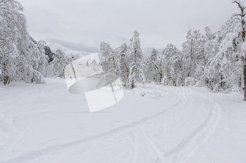 Image of Snow-Covered Trees and Landscape After a Heavy Winter Snowfall