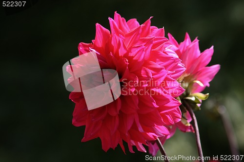 Image of Dahlia