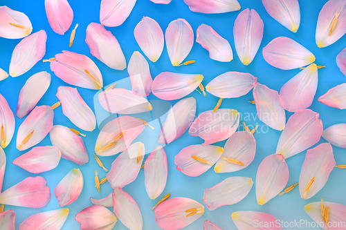 Image of Pink Spring Tulip Flower Petal Background