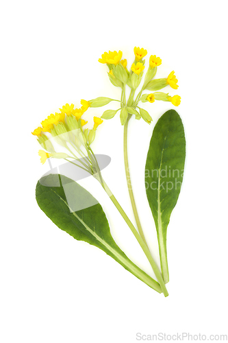 Image of Cowslip Flower Plant Natural Herbal Medicine