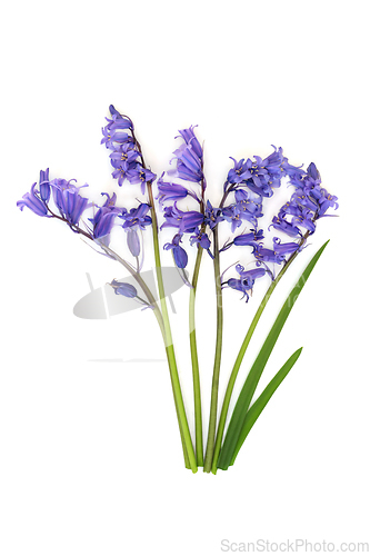 Image of Bluebell Flower Bouquet Arrangement for Spring 