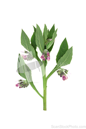Image of Comfrey Herb Plant with Flowers used in Herbal Medicine