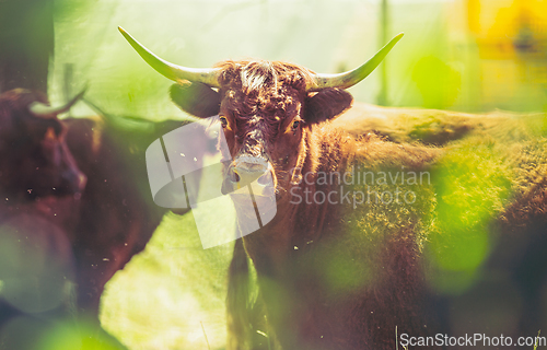 Image of Red Salers cows observed through enlighted foliage, real creativ