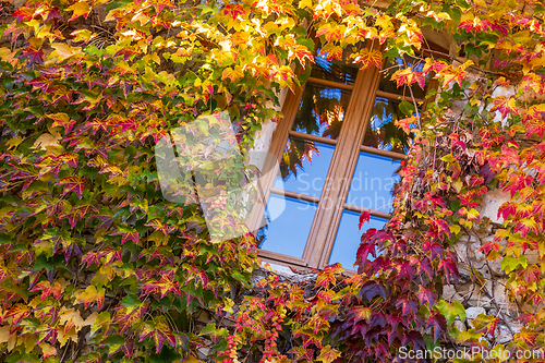 Image of Window surrounded by ivy with autumn facade