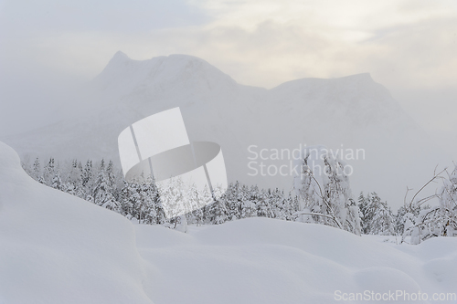 Image of Snowy Landscape With Trees and Mountains