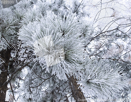 Image of snowy pin branches