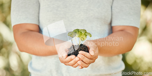 Image of Hand, plant and soil with growth in the hands of a woman for sustainability and development of an eco friendly environment or eco system. Sustainable, organic and green with plants growing in dirt