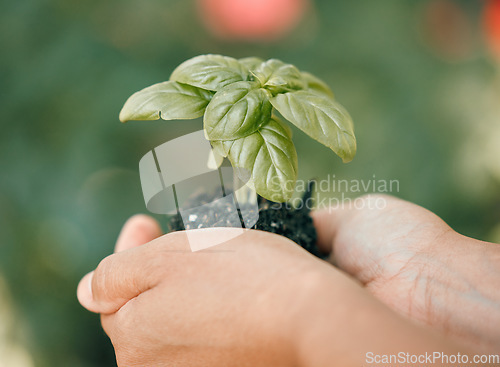 Image of Earth day, plant and soil in hand with growth in hands for sustainability and development of eco friendly environment or carbon footprint. Garden, green energy and nature with leafs growing in dirt.