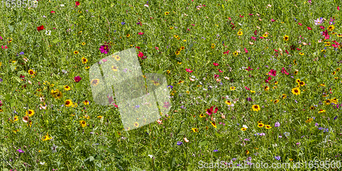 Image of colorful wildflower meadow