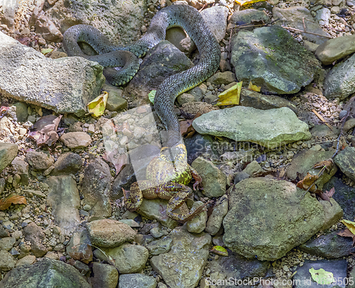Image of Grass snake and frog
