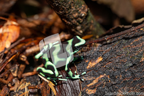 Image of Green-and-black poison dart frog (Dendrobates auratus), Arenal, Costa Rica