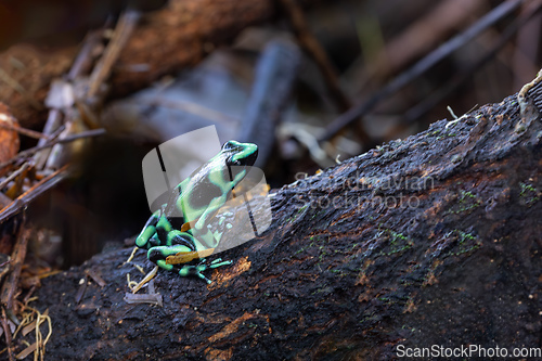 Image of Green-and-black poison dart frog (Dendrobates auratus), Arenal, Costa Rica