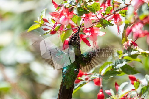 Image of violet-headed hummingbird (Klais guimeti), San Gerardo de Dota, Costa Rica.