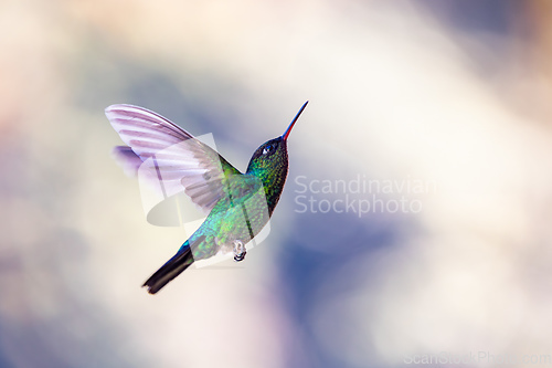 Image of violet-headed hummingbird (Klais guimeti), San Gerardo de Dota, Costa Rica.