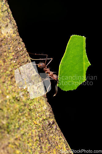 Image of Leafcutter ant (Atta cephalotes), Costa Rica wildlife