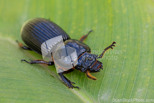 Image of Patent-leather beetle, horned passalus - Odontotaenius disjunctus, Costa Rica instect