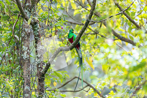 Image of Resplendent quetzal (Pharomachrus mocinno), San Gerardo de Dota, Wildlife and bird watching in Costa Rica.