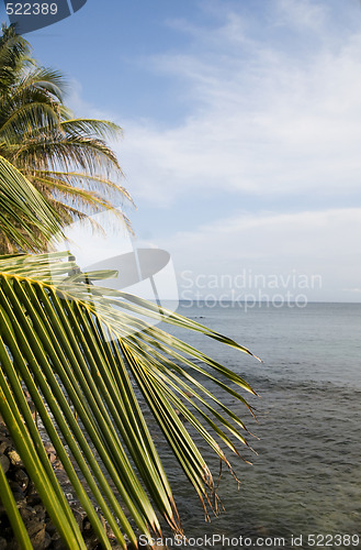Image of palm tree over the caribbean sea