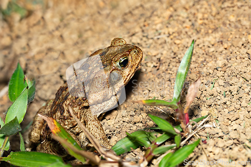 Image of Rhinella horribilis, giant toad located in Mesoamerica and north-western South America. Costa Rica wildlife