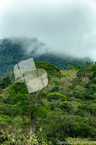 Image of Dense Tropical Rain Forest with mist, Costa Rica