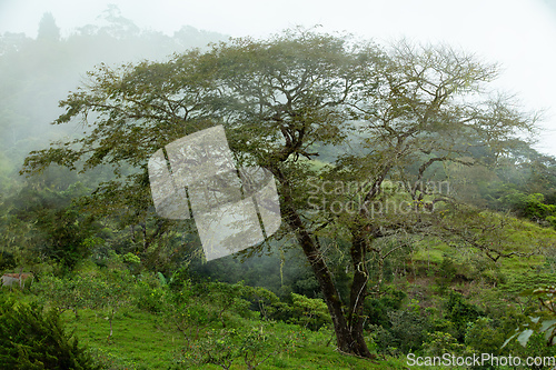 Image of Dense Tropical Rain Forest with mist, Costa Rica