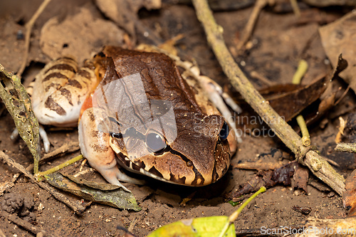Image of Savages thin-toed frog (Leptodactylus savagei), Carara National Park, Tarcoles, Costa Rica wildlife.