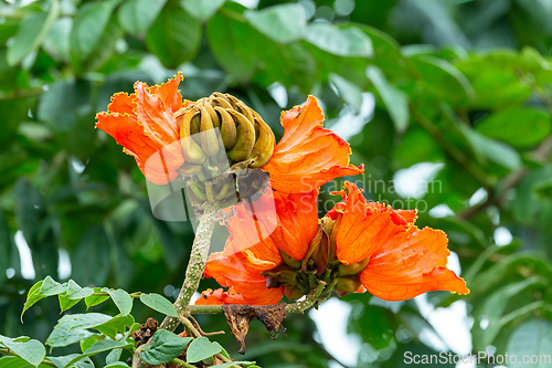 Image of Spathodea campanulata, Spathodea is a genus in the plant family Bignoniaceae. Costa Rica