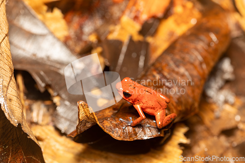 Image of Strawberry poison-dart frog, Oophaga pumilio, formerly Dendrobates pumilio, Tortuguero, Costa Rica wildlife