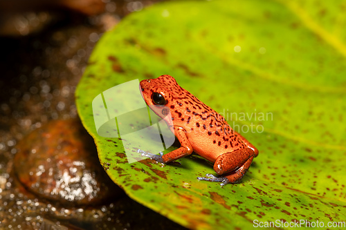 Image of Strawberry poison-dart frog, Oophaga pumilio, formerly Dendrobates pumilio, Tortuguero, Costa Rica wildlife