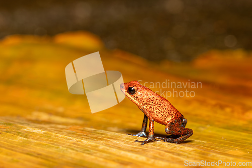 Image of Strawberry poison-dart frog, Oophaga pumilio, formerly Dendrobates pumilio, Tortuguero, Costa Rica wildlife