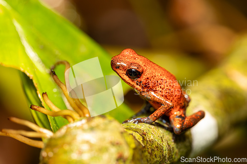Image of Strawberry poison-dart frog, Oophaga pumilio, formerly Dendrobates pumilio, Tortuguero, Costa Rica wildlife
