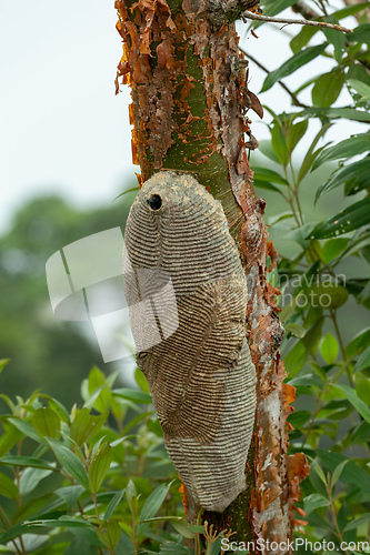 Image of Warrior Wasp nest- Synoeca sp, Synoeca. Sabanas, Costa Rica wildlife