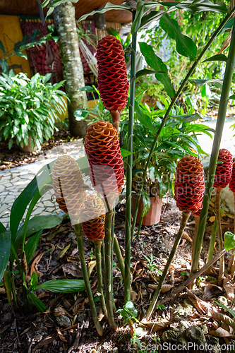 Image of Zingiber spectabile Griff, ginger flower in garden. Orosi, Costa Rica plant