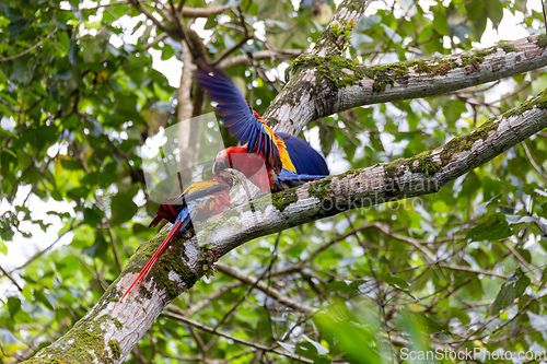 Image of Scarlet macaw, Ara macao, Quepos Costa Rica.