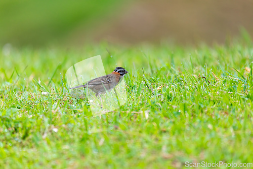 Image of Rufous-collared sparrow or Andean sparrow, San Gerardo de Dota, Wildlife and bird watching in Costa Rica.