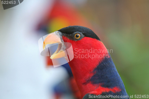 Image of Black-capped Lory talking