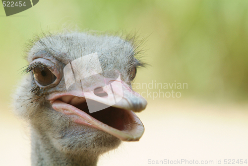 Image of Ugly ostrich