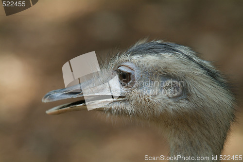 Image of Head of young ostrich